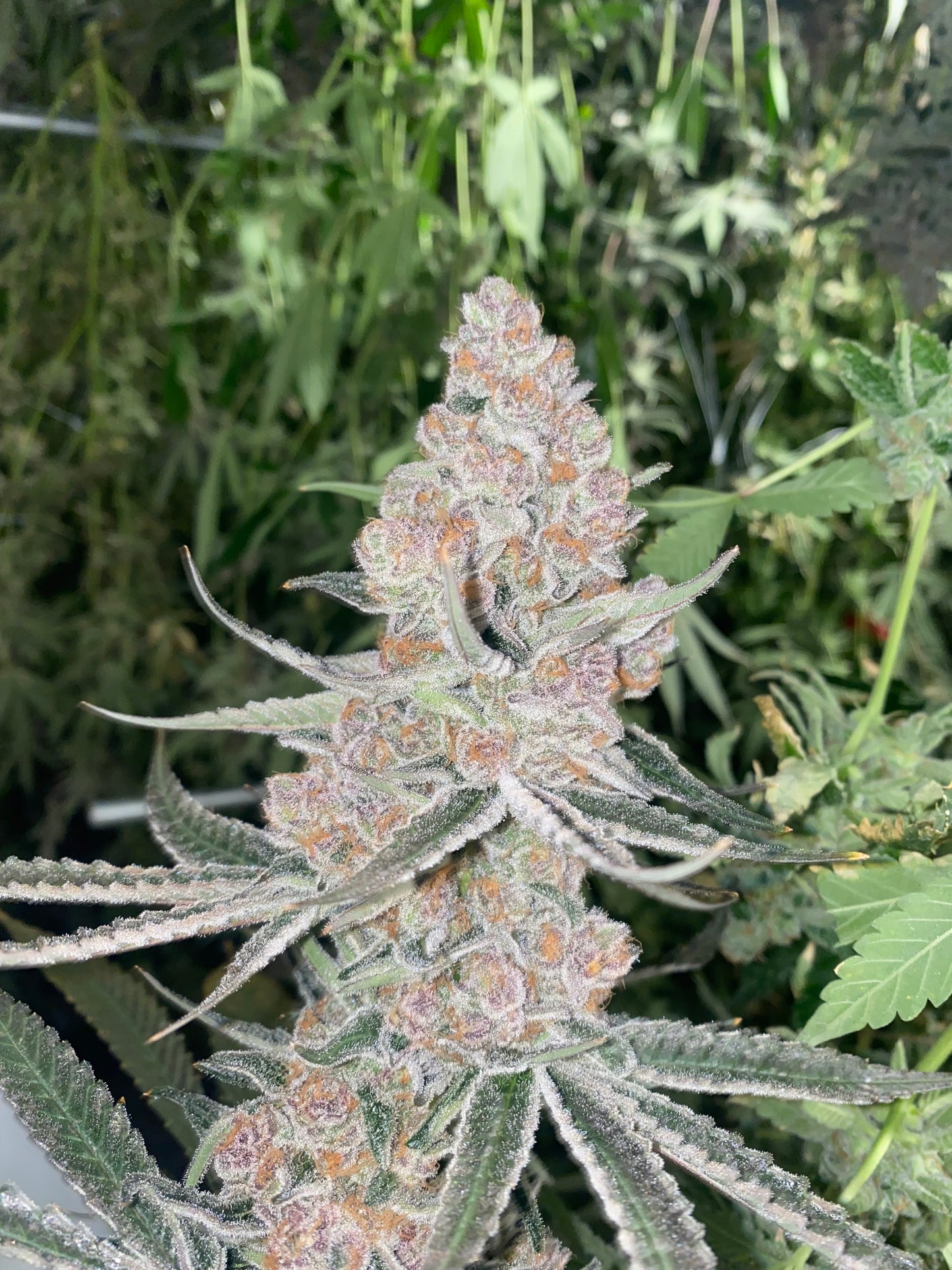 Tropical Mimosa