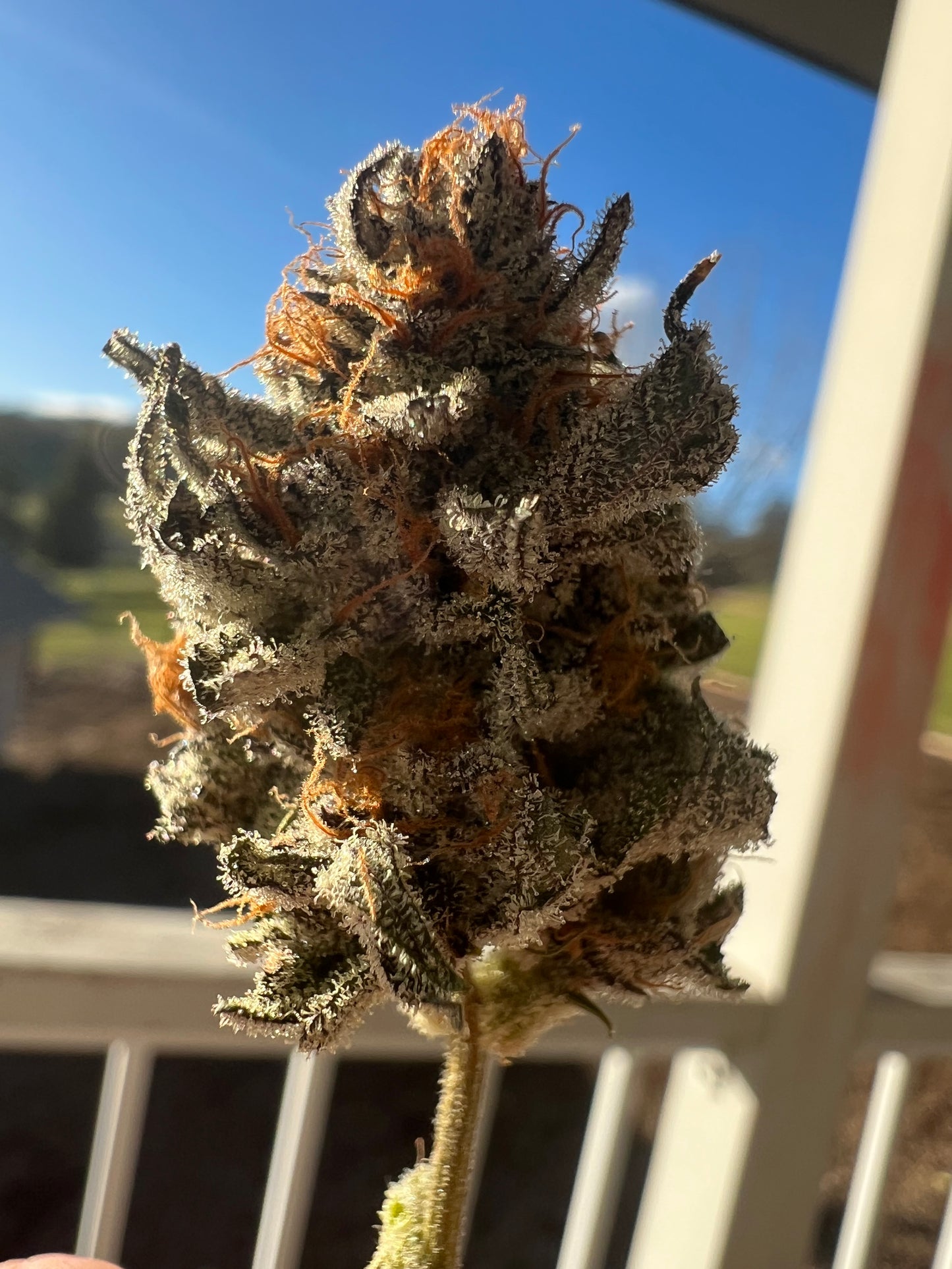 OOZ (aka Double OZ BX2)