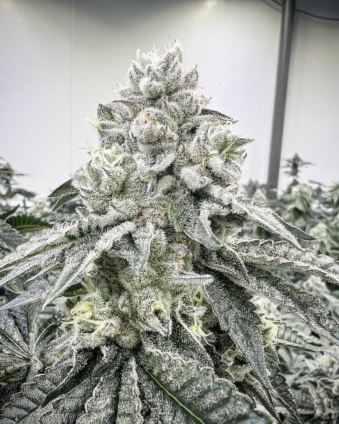 Kali OG