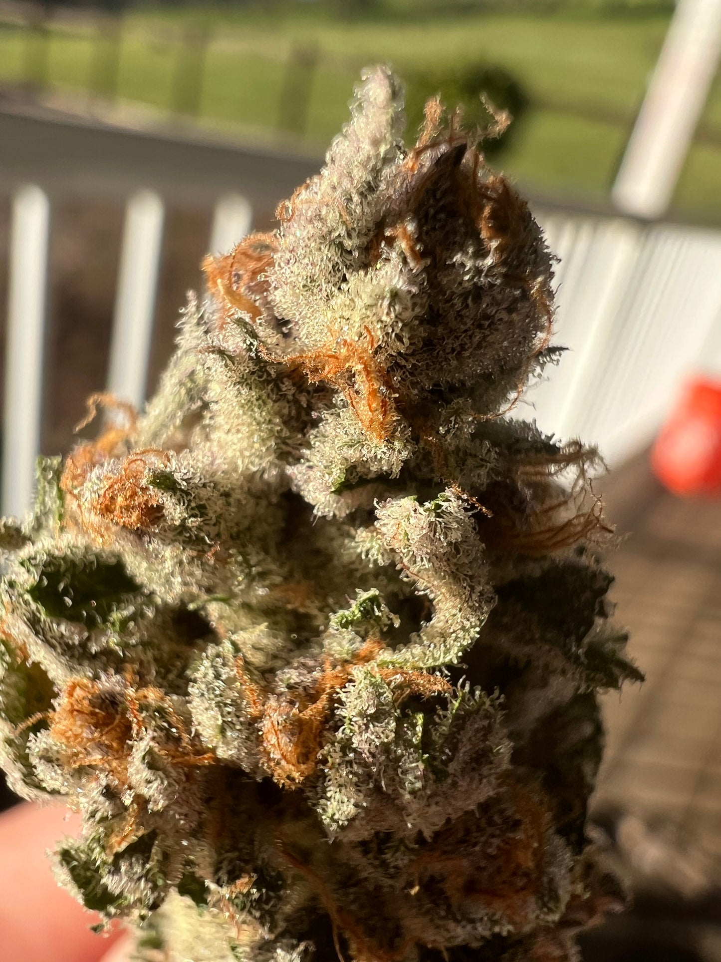 OOZ (aka Double OZ BX2)