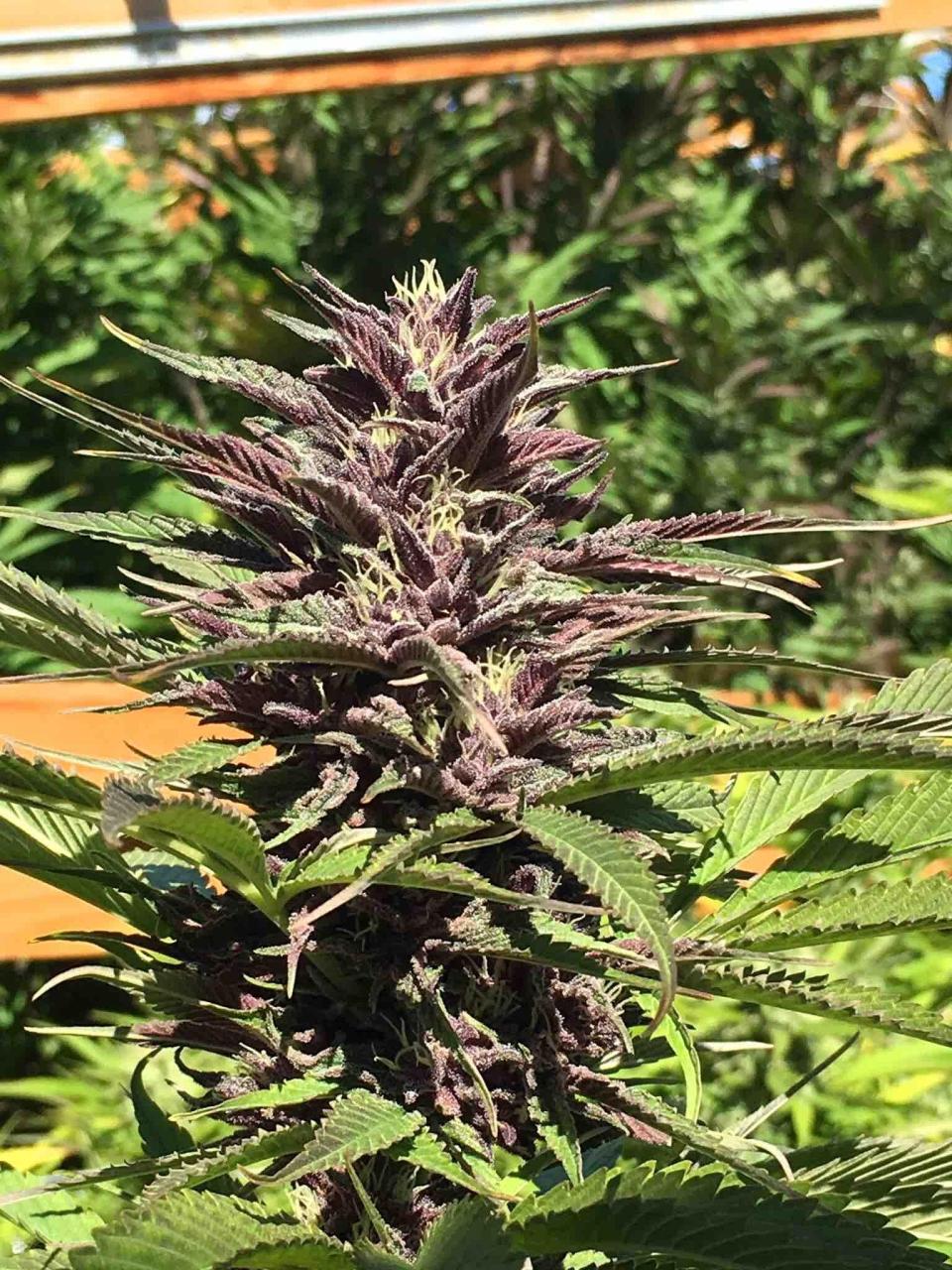 Purple Moscato