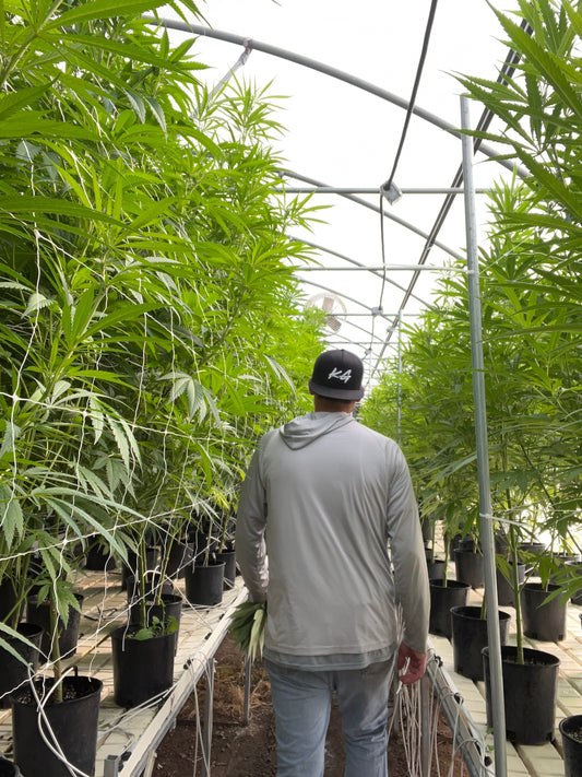 Alt text:  Owner of Kali Grown walking down a field row with experimental seed trial plants growing on both sides under full sun, showcasing outdoor cannabis phenohunt cultivation in a natural field selection environment.