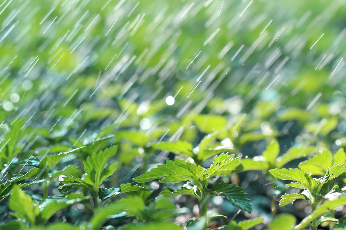 The Control — Why Most Growers Stay Stuck