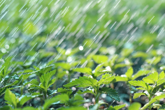The Control — Why Most Growers Stay Stuck