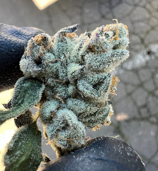 The Cure — Where Good Flower Becomes Great