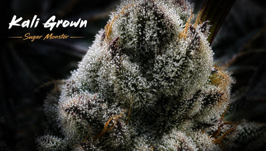 Kali Grown Sugar Monster cannabis buds heavy with frosty trichomes and resin, branded strain photo selected by Lacee Horner
