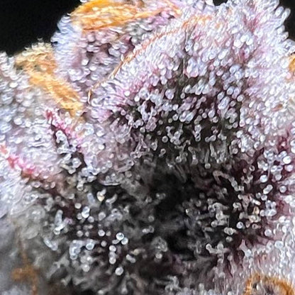 Grape Crush