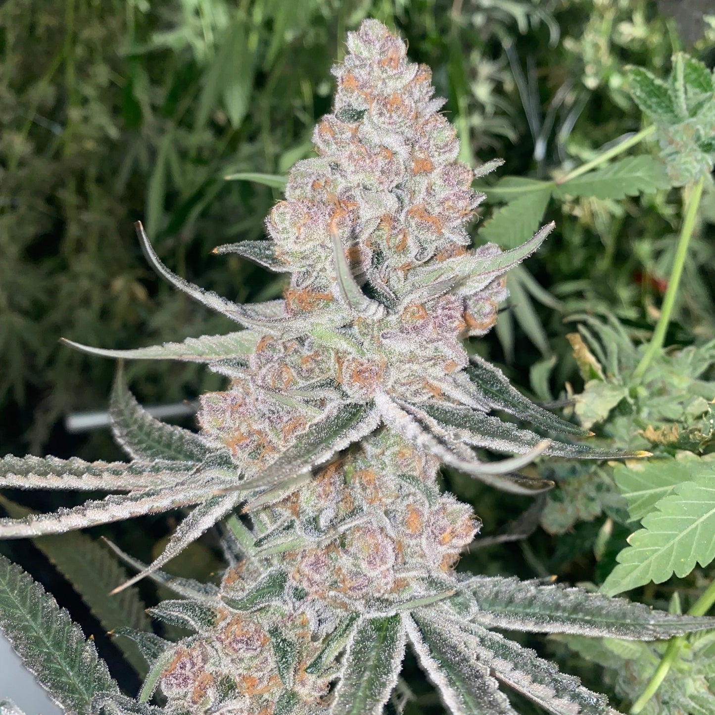 Tropical Mimosa