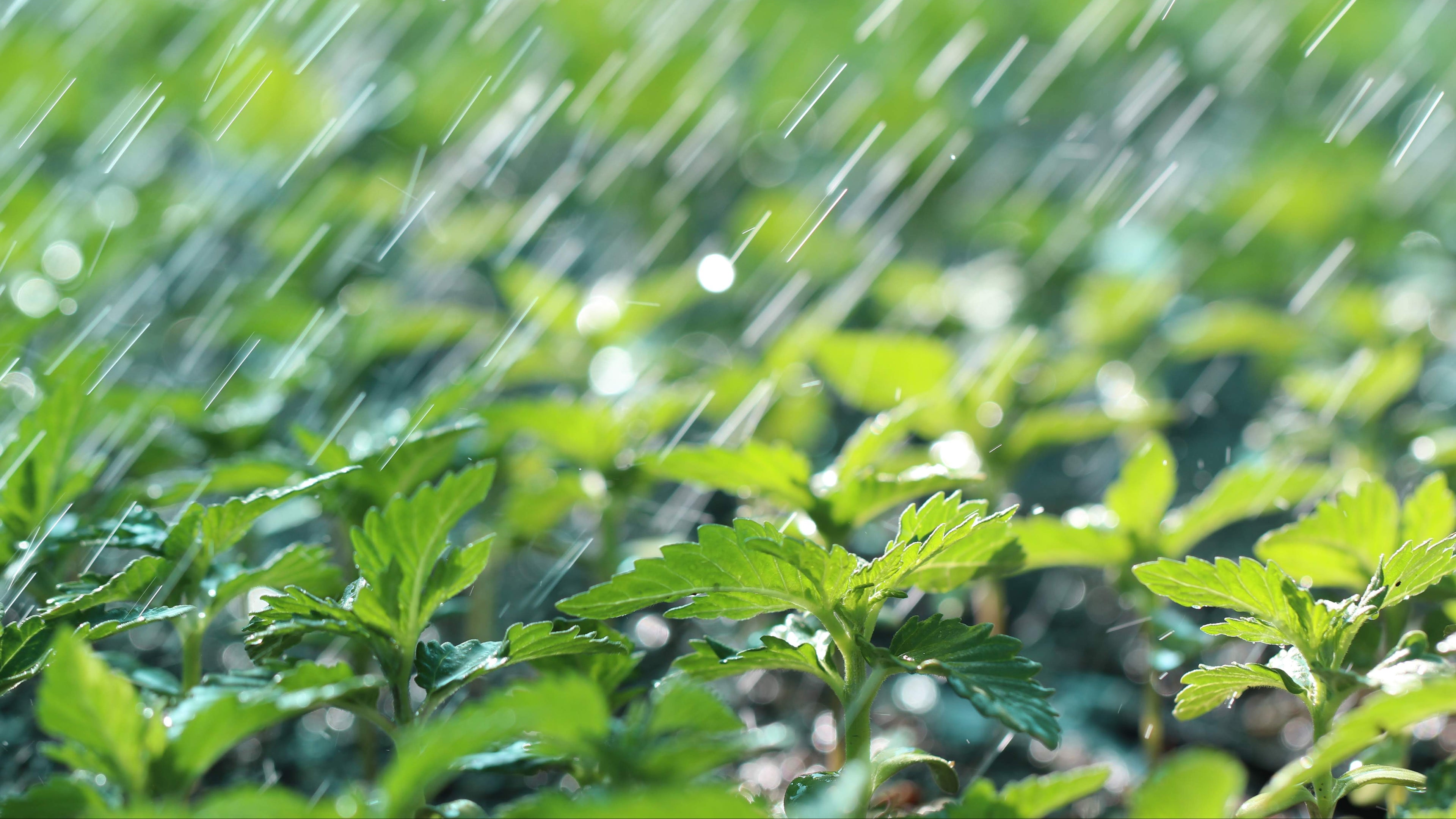 Raindrops falling on green plants