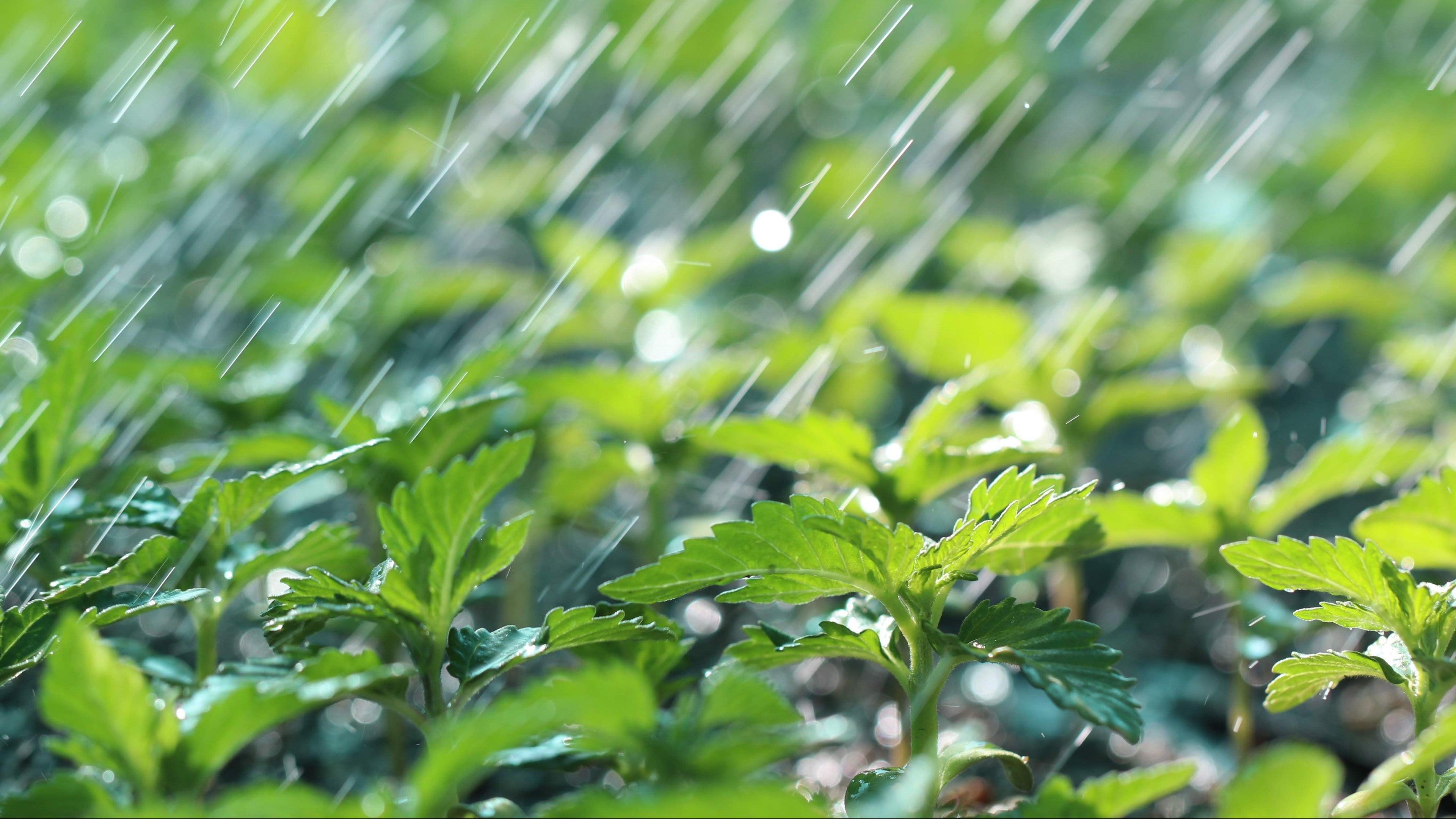Kali Grown Seed Sprouts