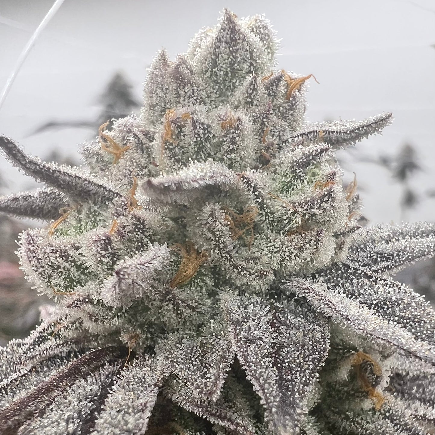 Close-up of a cannabis plant with frost on its buds against a blurred background