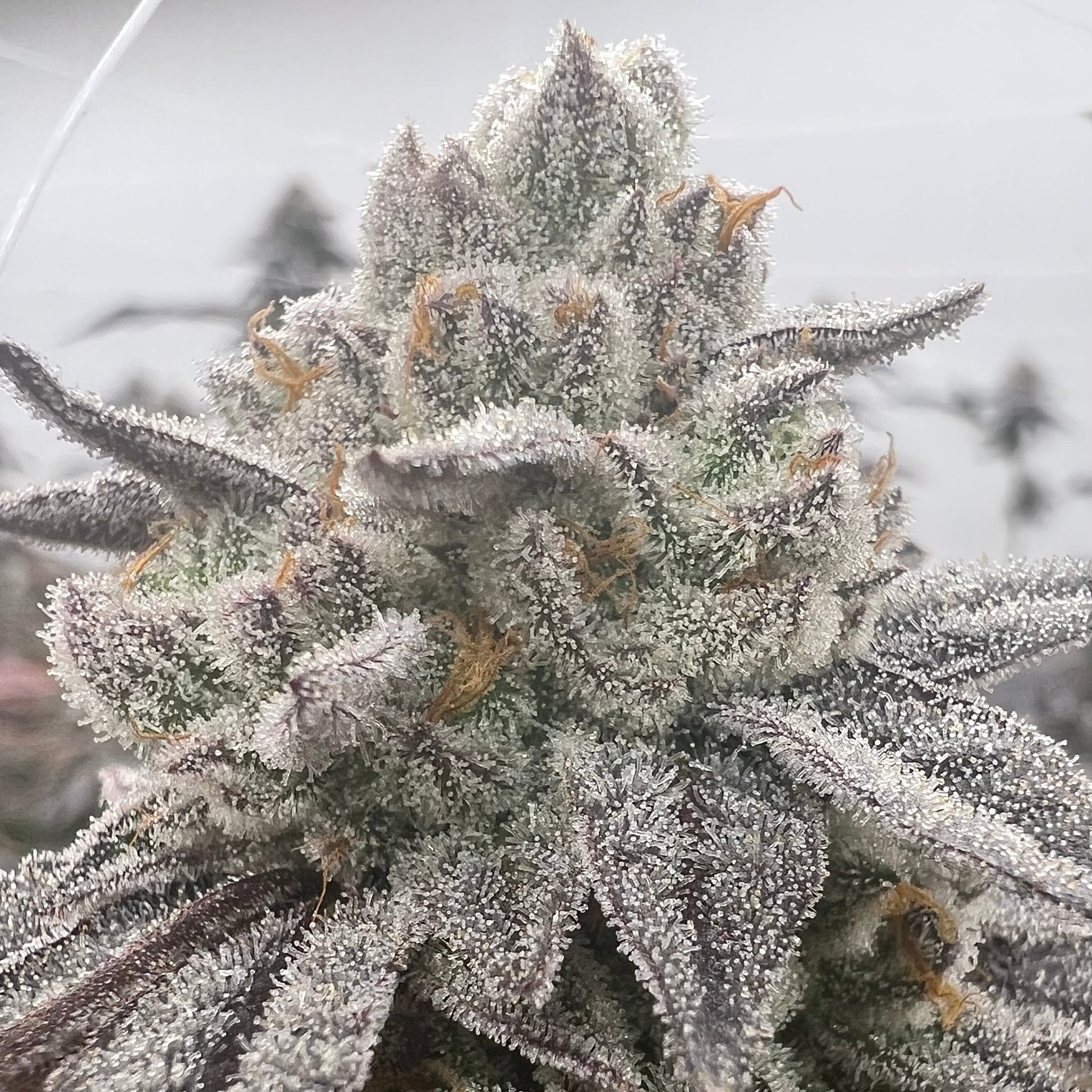 Close-up of a cannabis plant with frost on its buds against a blurred background