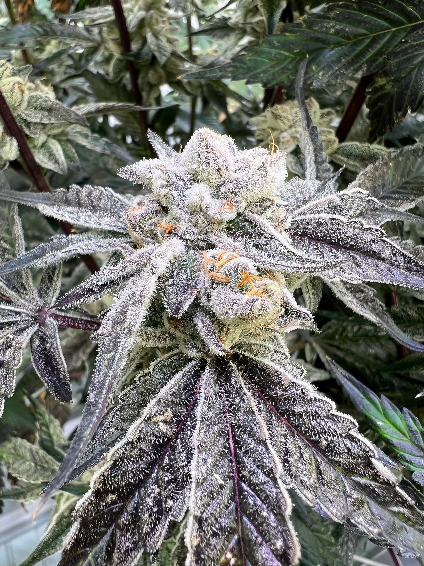 Naughty Cookies BX
