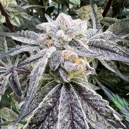 Close-up of a cannabis plant with frost on its leaves