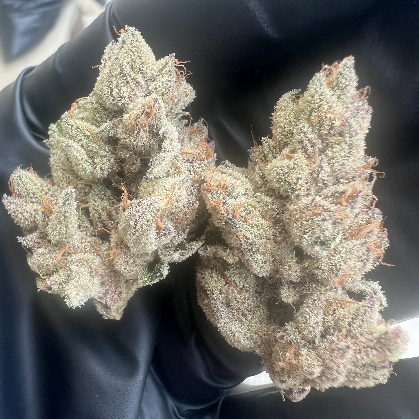 Close-up of cannabis buds held by a gloved hand against a dark background