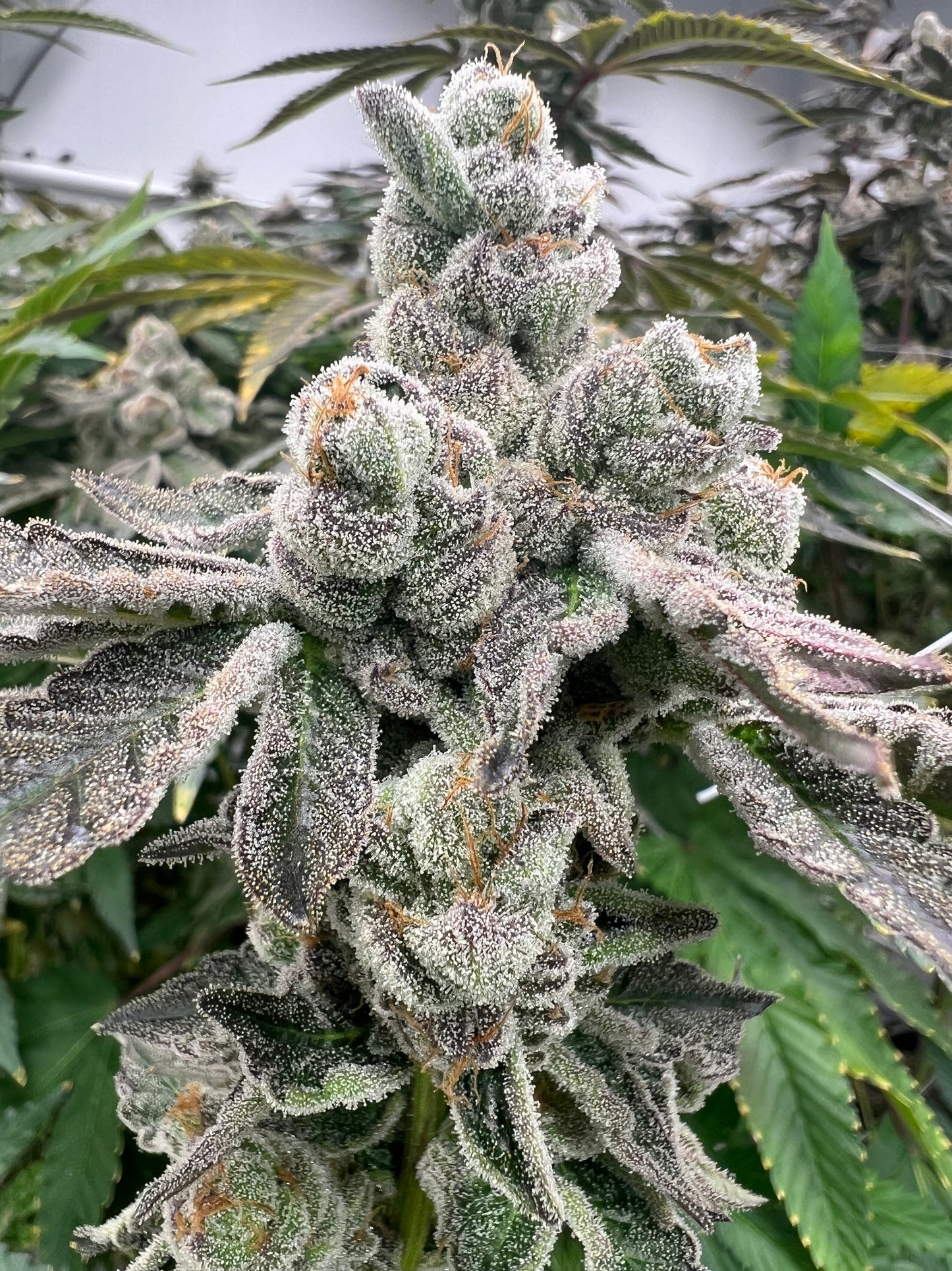 Pizookie