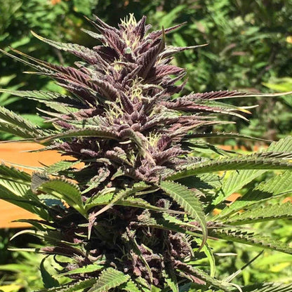 Purple Moscato